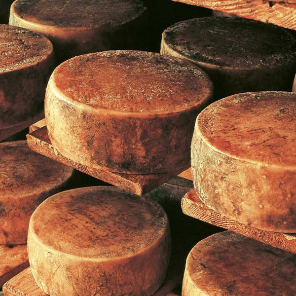 Mehrere große aufgebahrte Käselaibe in Kroatien