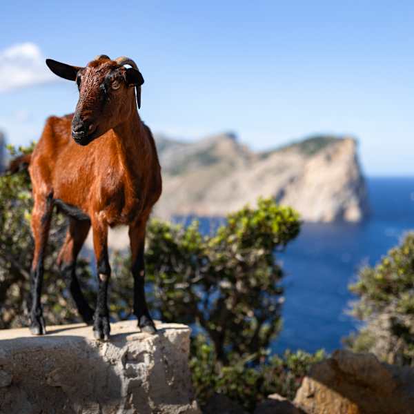 Eine Ziege steht auf einem Felsen mit dem Meer im Hintergrund