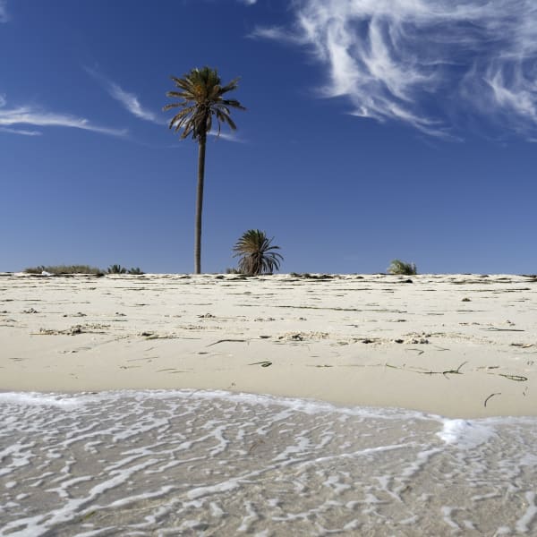 Palms on the beach, Djerba island, Tunisia, Maghreb, North Africa, Africa