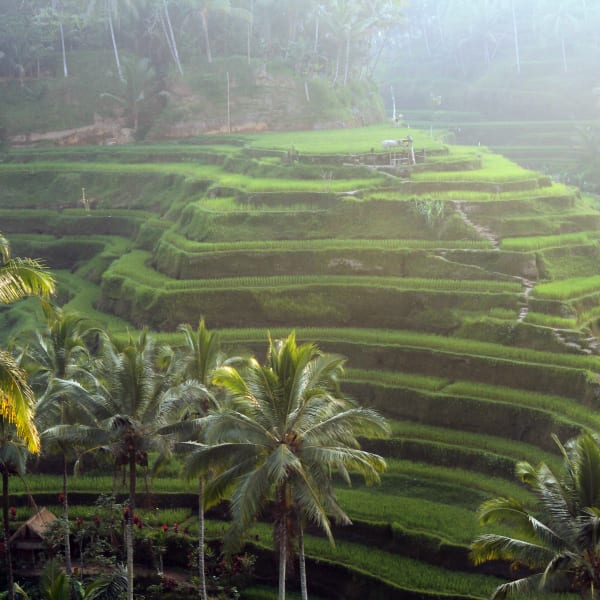 Scenic View Of Rice Paddy