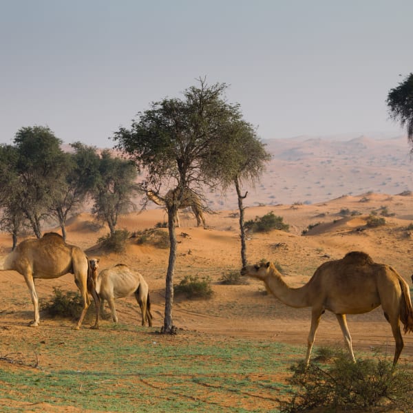 Al Wadi Wüste, Ras al-Khaimah, VAE