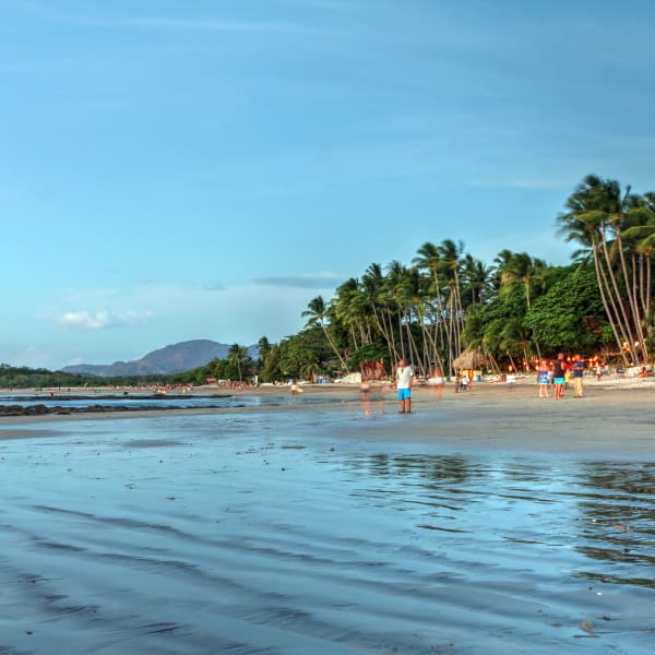 Ein Strand mit Palmen