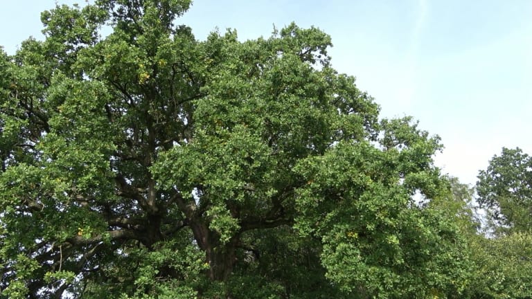 Naturdenkmal Sulzeiche Walddorf In Walddorfhäslach · HolidayCheck